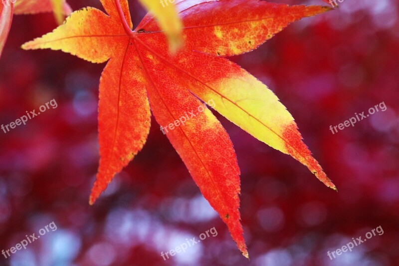 Autumn Autumn Leaves The Leaves Nature Wood