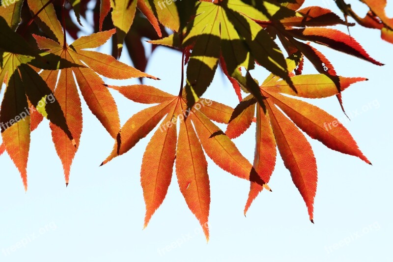 Autumn Autumn Leaves The Leaves Nature Wood