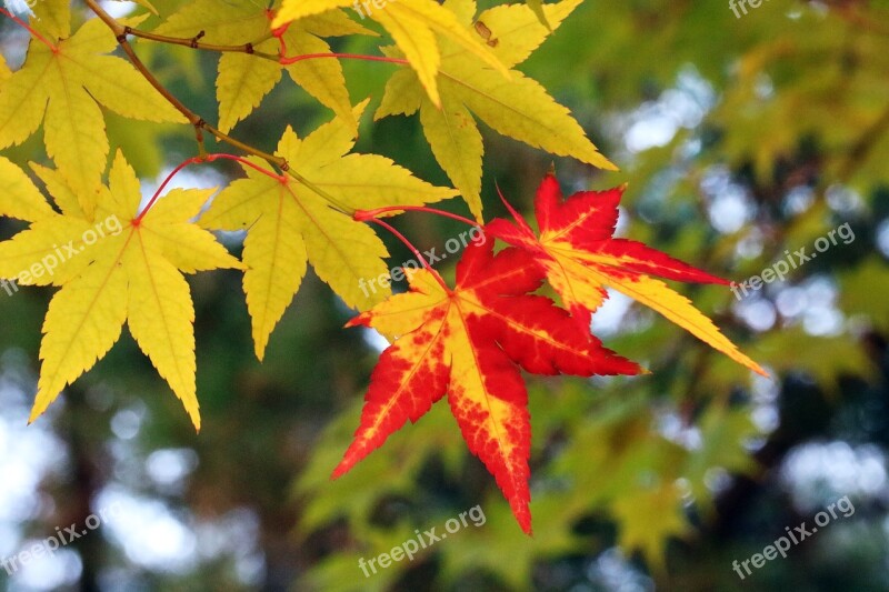 Autumn Autumn Leaves The Leaves Nature Wood