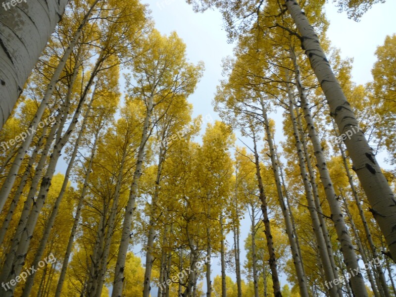 Aspen Fall Snowbowl Flagstaff Leaves