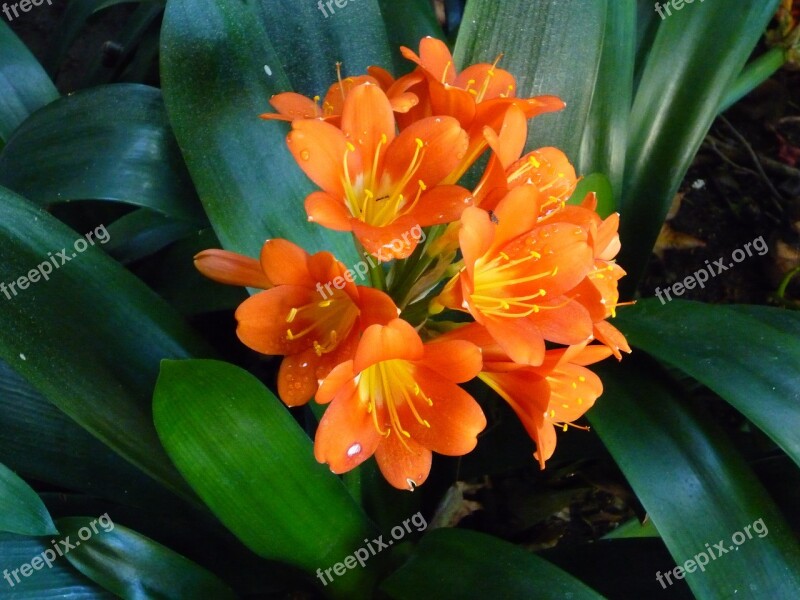 Flowers San Diego Orange Beautiful Free Photos