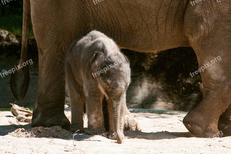 Elephant Young Animal Mammal Animal Animal World