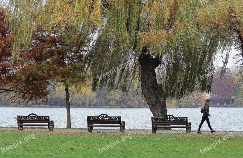 Lake Autumn Landscape Trees Grass