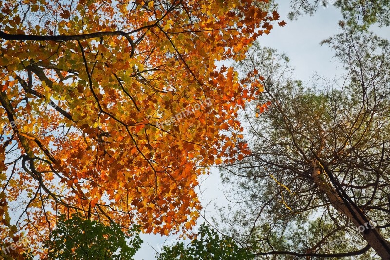 Autumn Autumn Mood Fall Color Leaves Fall Foliage