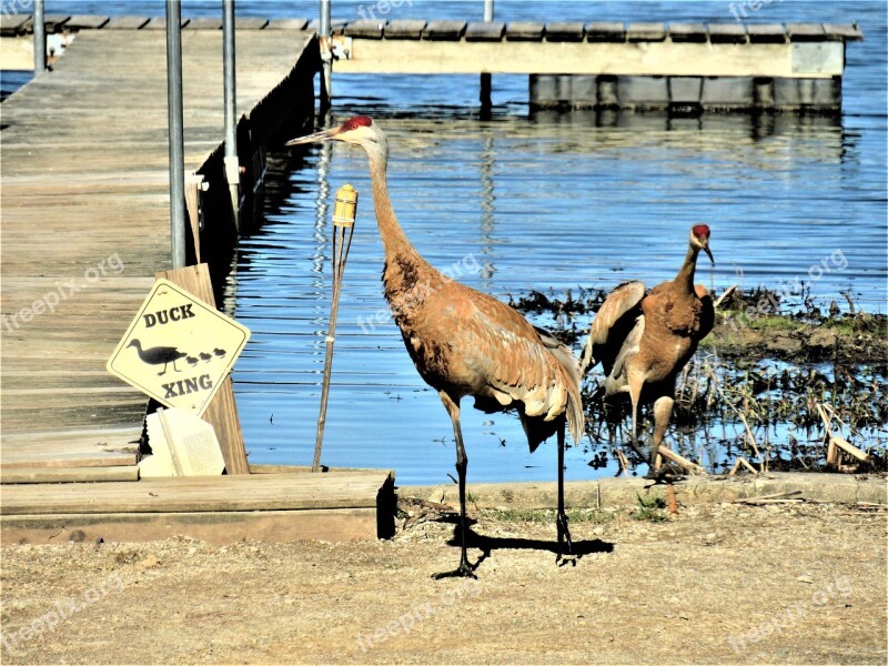 Sandhill Cranes Two Sandhill Cranes At The Dock Funny Bird Picture Funny Bird Photo Birds At A Duck Crossing