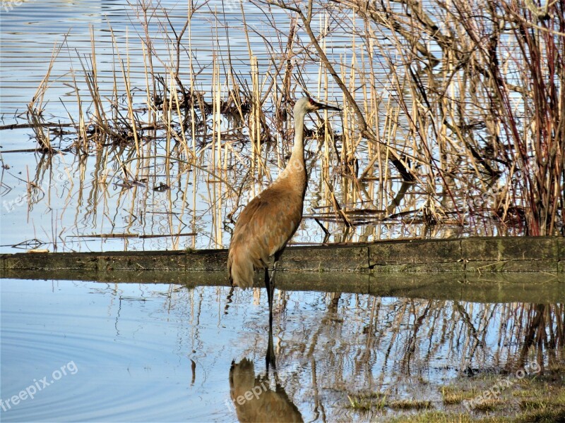 Sandhill Crane Sandhill Crane Bending Over Sandhill Crane In The Water Sandhill Crane Eating Free Photos