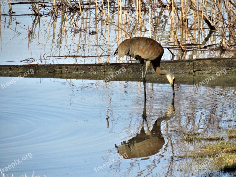 Sandhill Crane Sandhill Crane Bending Over Sandhill Crane In The Water Sandhill Crane Eating Free Photos