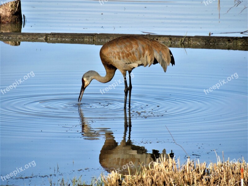 Sandhill Crane Sandhill Crane Eating From The Lake Sandhill Crane In The Water Sandhill Crane Standing In Water Free Photos