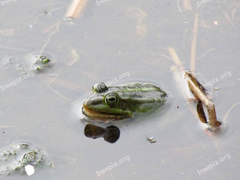 Green Frog Plas Nature Frog Natural Water