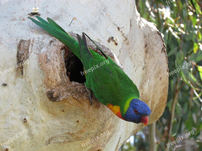 Parrot Hatch Nest Colorful Bird