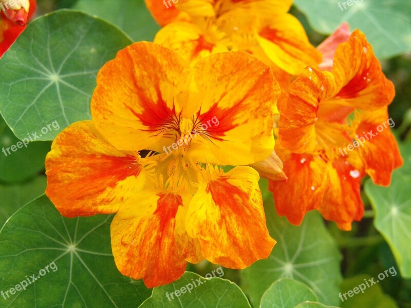 Flower Yellow-red Garden Bloom Garden Flowers