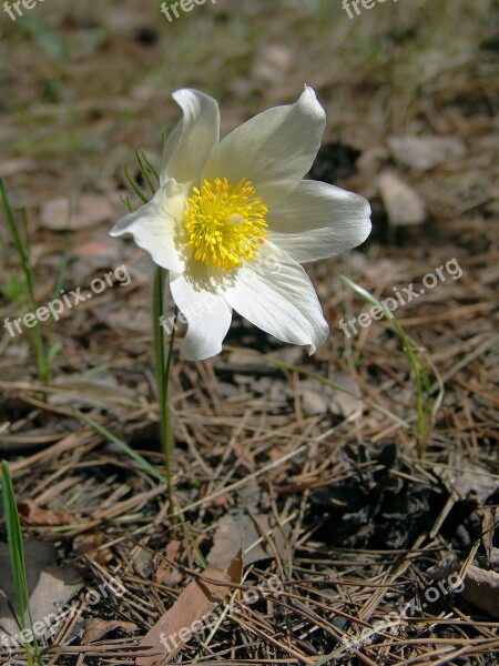 Flower Siberian Snowdrop Spring Spring Flowers Nature