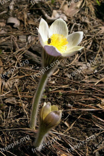 Flower Siberian Snowdrop Spring Spring Flowers Nature