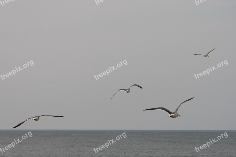 Animal Sky Sea Horizon Sea Gull