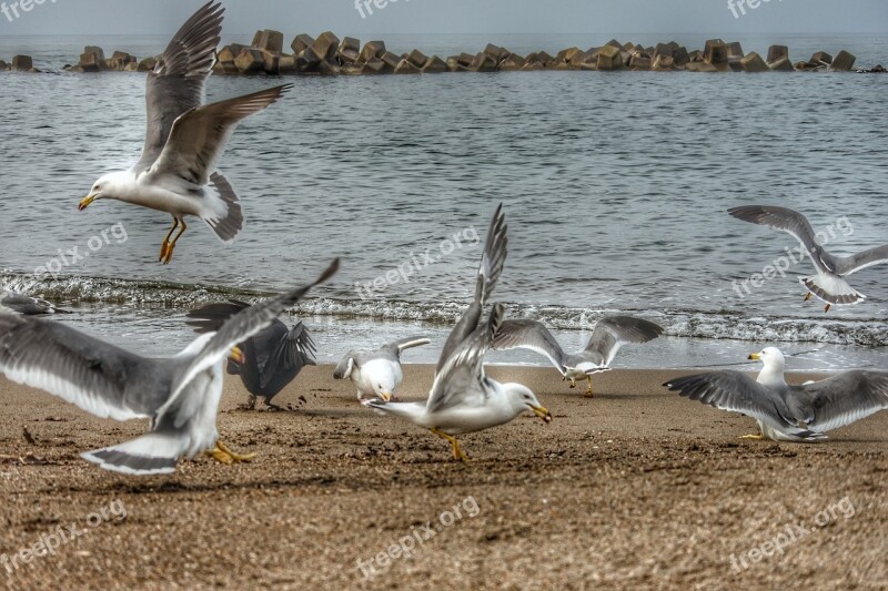 Animal Sea Beach Sea Gull Seagull