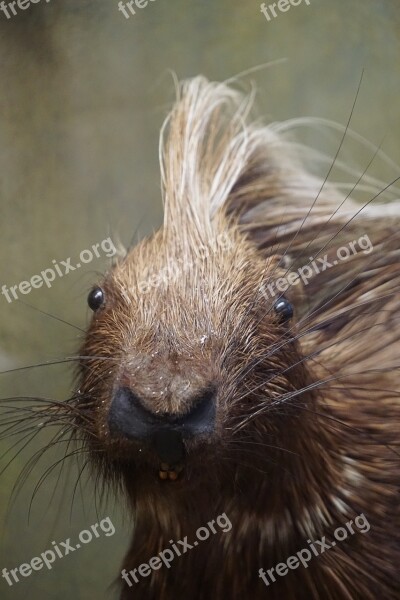 Porcupine Spur Pig Animal Mammal