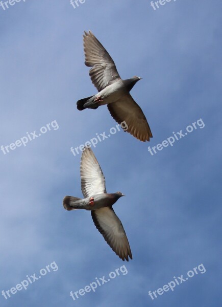 Pigeons Flight Synchronously Sky Pair