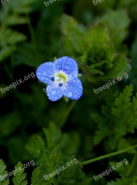 Flower Blue Little Rain Splash