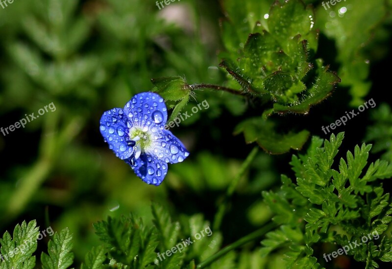 Flower Blue Little Rain Splash