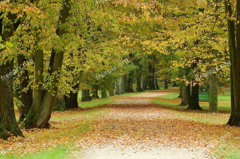 Path In The Park Fallen Leaves Park Autumn Autumn Park