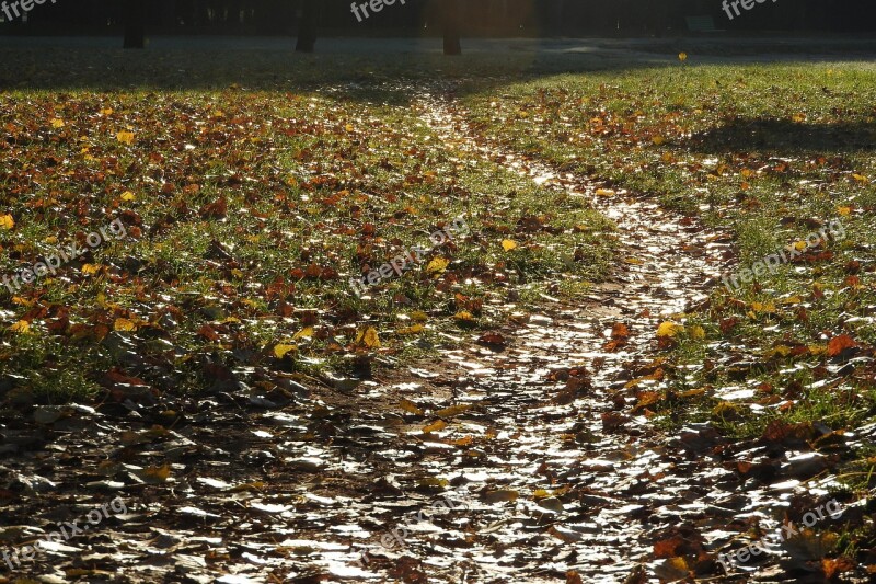 Path Fallen Leaves The Path Covered With Leaves Autumn Autumn Park