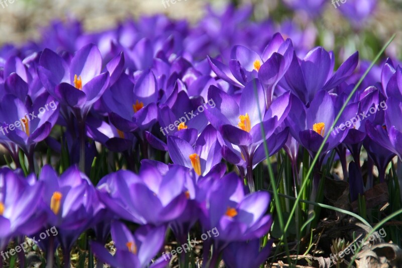 Spring Crocus Flowers Bloom Blue