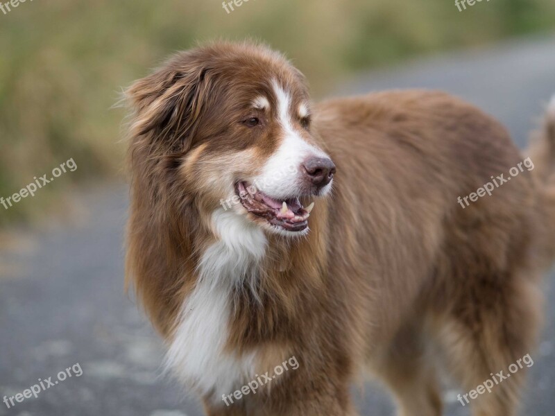 Dog Herding Dog Shepherd Free Photos