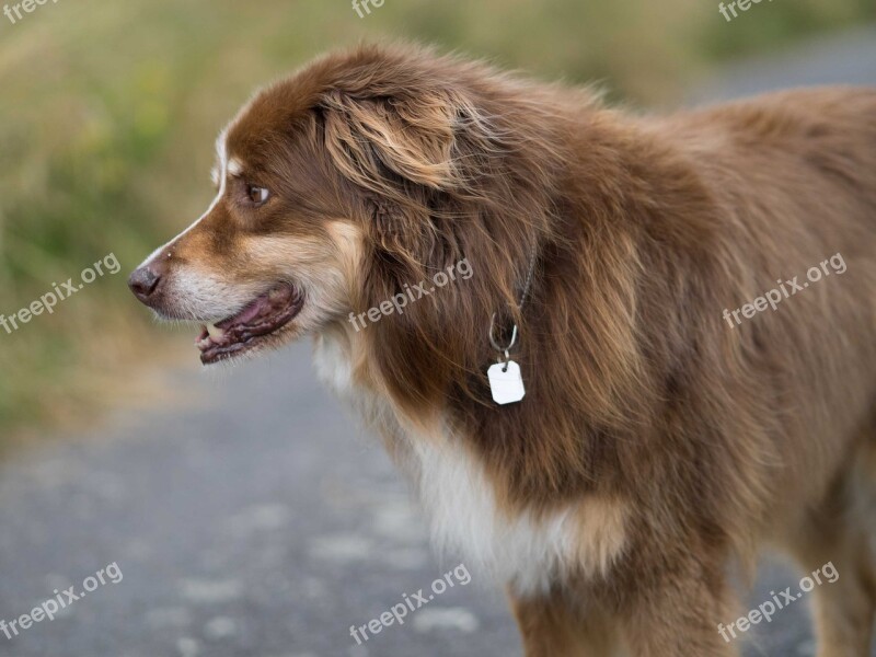 Dog Herding Dog Shepherd Free Photos