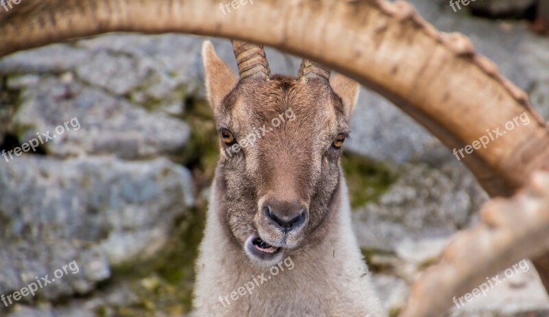 Capricorn Goats Bock Horned Billy Goat