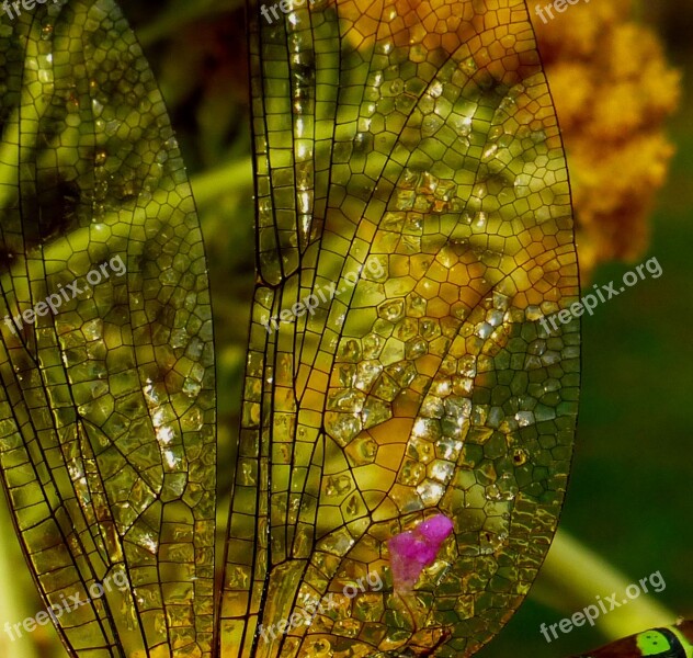 Dragonfly Dragonfly Wing Close Up Filigree Free Photos