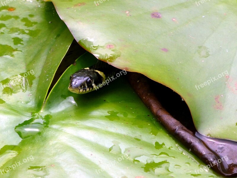 Snake Grass Snake Head Garden Pond Nature