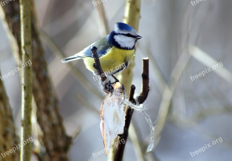 Blue Tit Bird Sikora Meal Free Photos