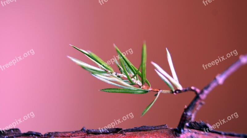 Sprig Juniper Pins A Wild Shrub Free Photos