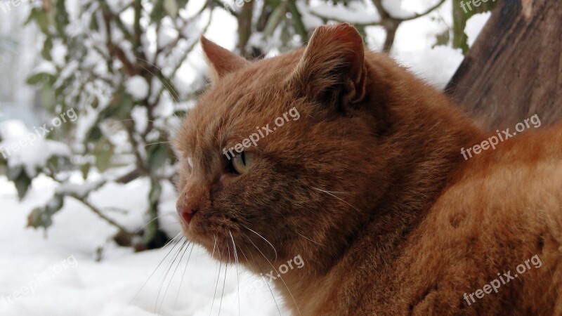 Red Cat Animal Cat's Eyes Free Photos