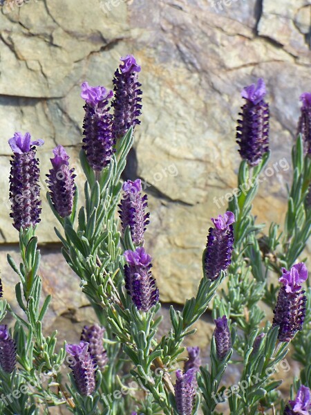 Lavender Lavandula Officinalis Flower Spring Plants