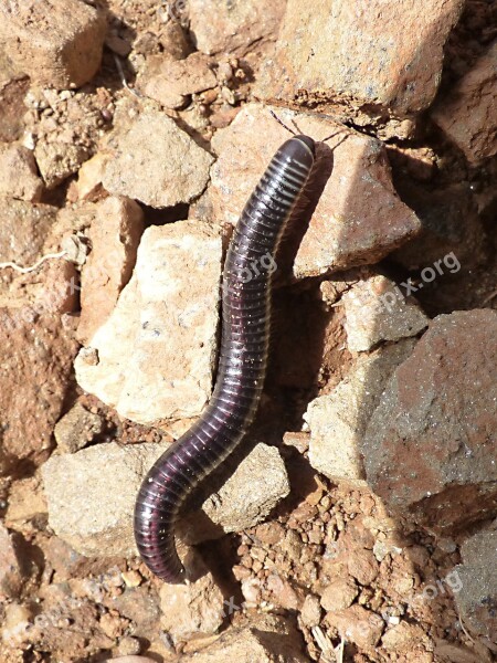 Worms Millipede Centipede Ommatoiulus Rutilans Free Photos