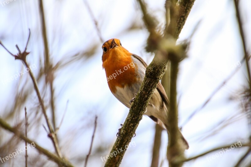 Robin Rotbrüstchen Bird Small Bird Feather