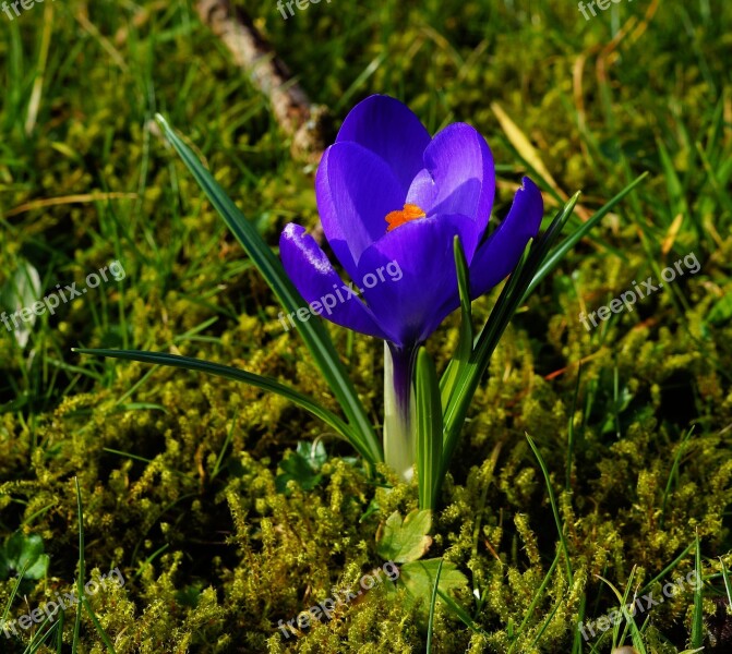 Crocus Garden Spring Blue Flower