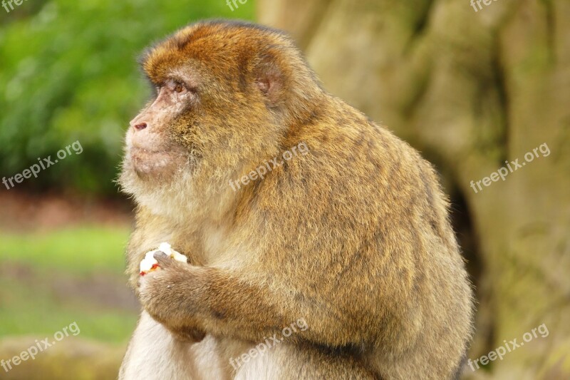 Ape Monkey Primate Barbary Macaque Animal