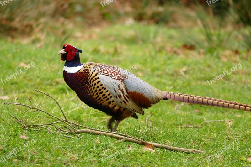 Bird Pheasant Animal Wild Feather