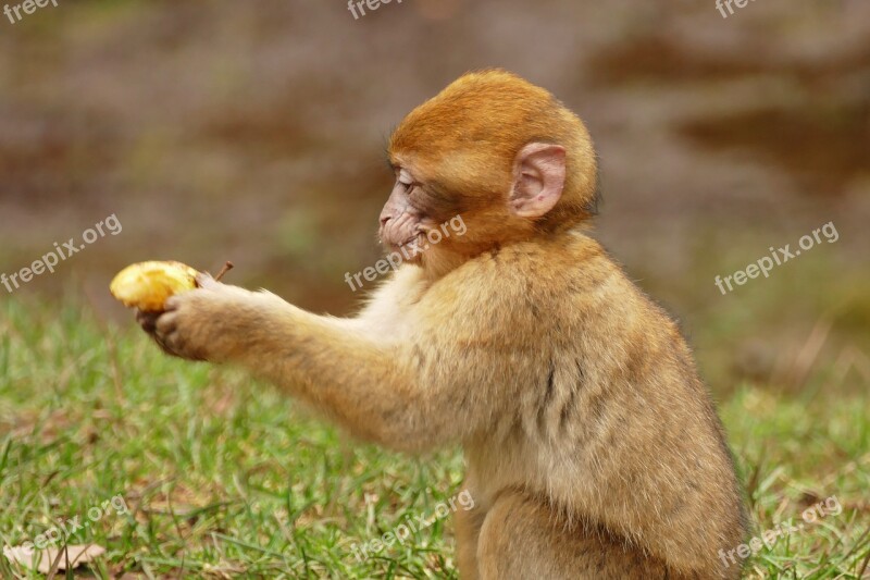 Ape Monkey Animal Cute Mammal