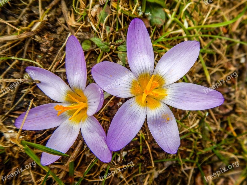 Crocus Flower Close Up Spring Free Photos