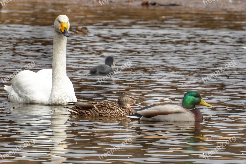 Animal Duck Swan Waterfowl Wild Birds