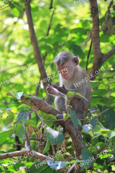 Monkey Look On The Hand Monkey Makake Cute Animal