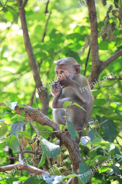 Monkey Makake Cute Animal Primate