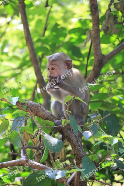 Monkey Makake Cute Animal Primate