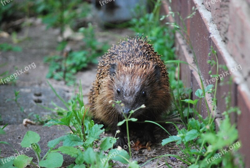 Hedgehog Nature Animal Free Photos