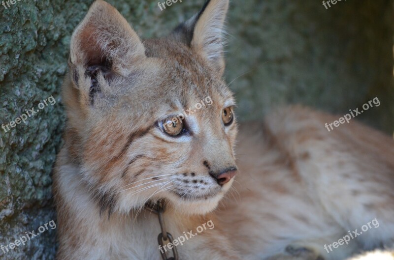 Lynx Zoo Puppy Free Photos