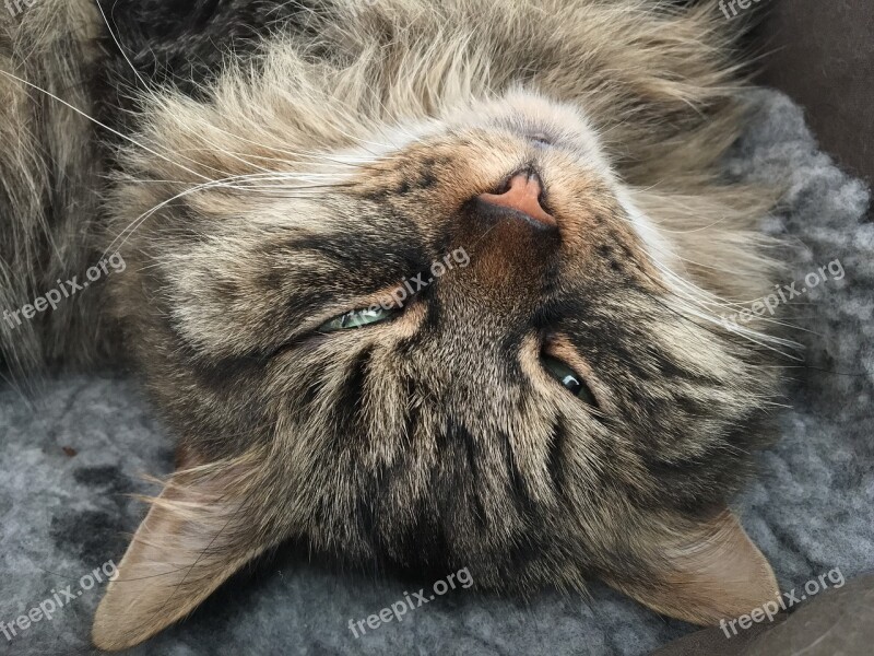 Cat Tabby Siberian Fluffy Asleep