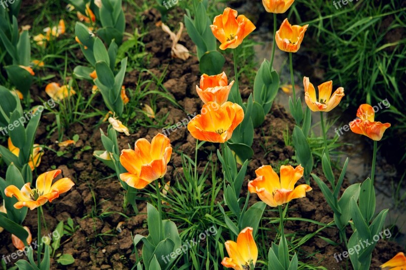 Tulip Orange Natural Landscape Spring Flowers Flowers